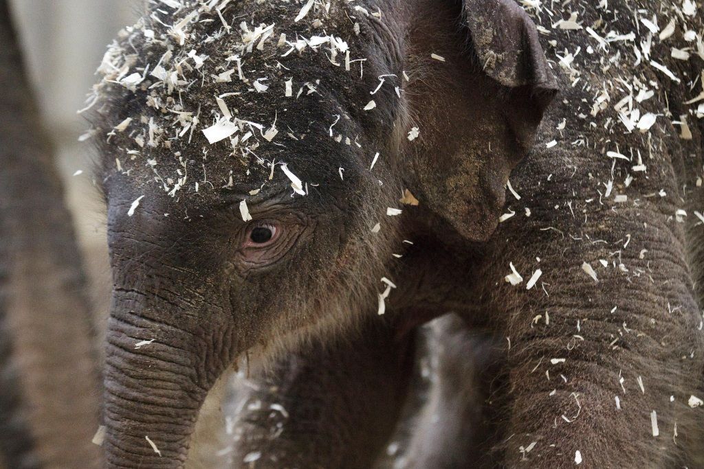 První slůně v pražské zoo