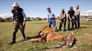 Míša Oslapov se chystá se sousedy léčit koně, který špatně žere kvůli otoku horního patra.