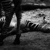Week of Life - Jan Vrba - 2.7.12 - 5