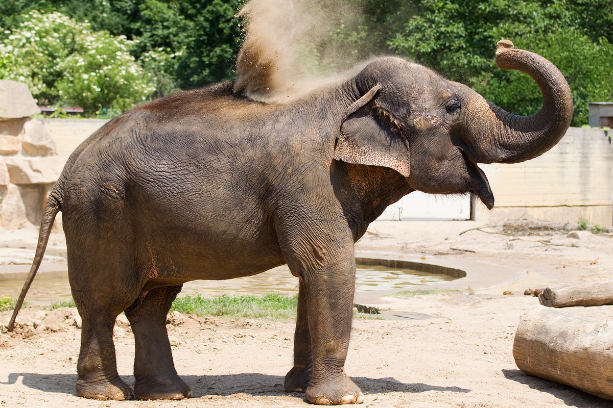 Slon v pražské zoo