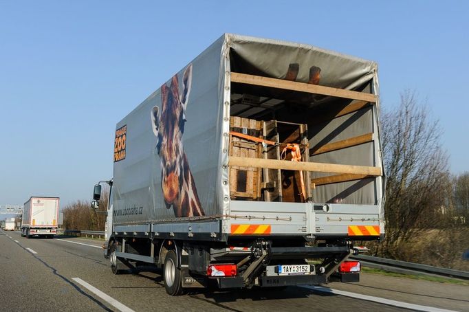 Další z transportů koní na převoz do Mongolska uskutečnila Zoo Praha z maďarského národního parku Hortobágy. Vedle transportů z Maďarska a Švýcarska se dovezli ještě koně z Německa.