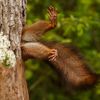 Finalisté soutěže Nikon Comedy Wildlife Awards 2024