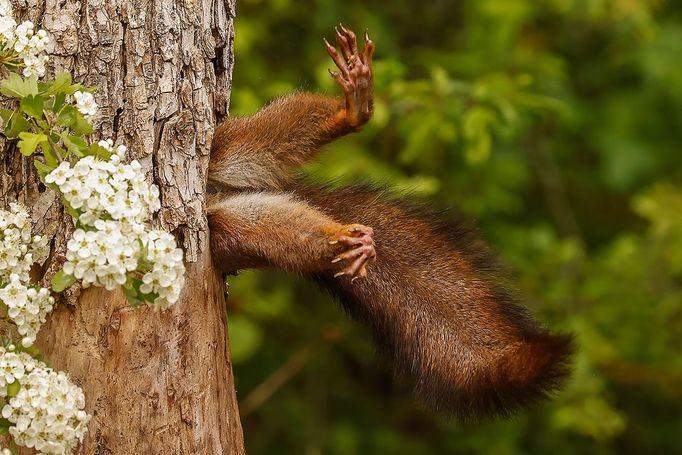 Finalisté soutěže Nikon Comedy Wildlife Awards 2024