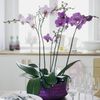 K oblíbeným hrnkovým rostlinám patří orchideje