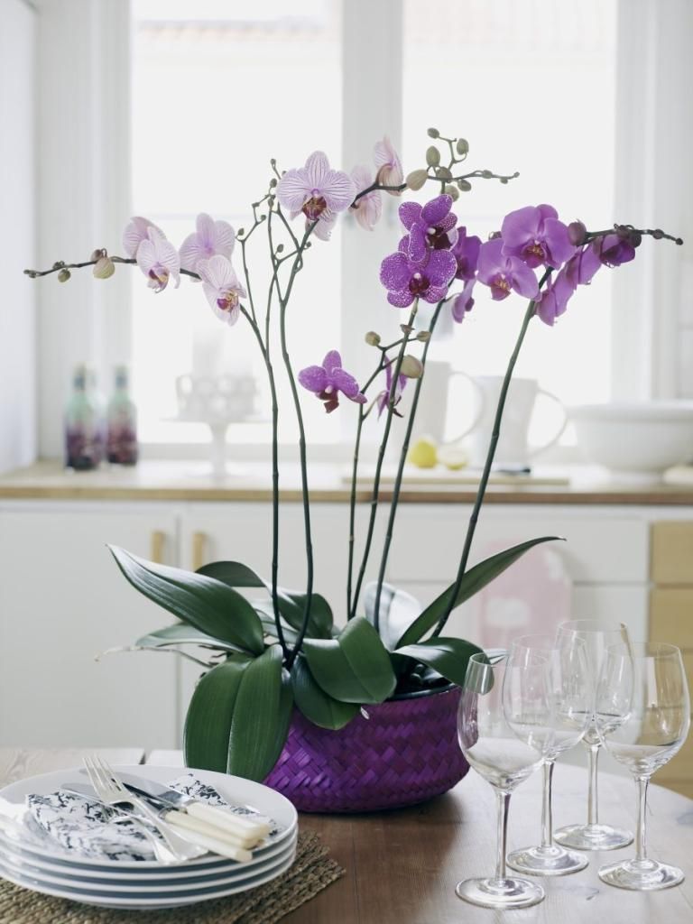 K oblíbeným hrnkovým rostlinám patří orchideje