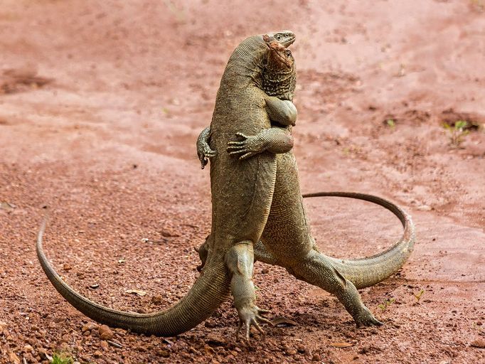 Finalisté fotosoutěže Comedy Wildlife Photography Awards 2018