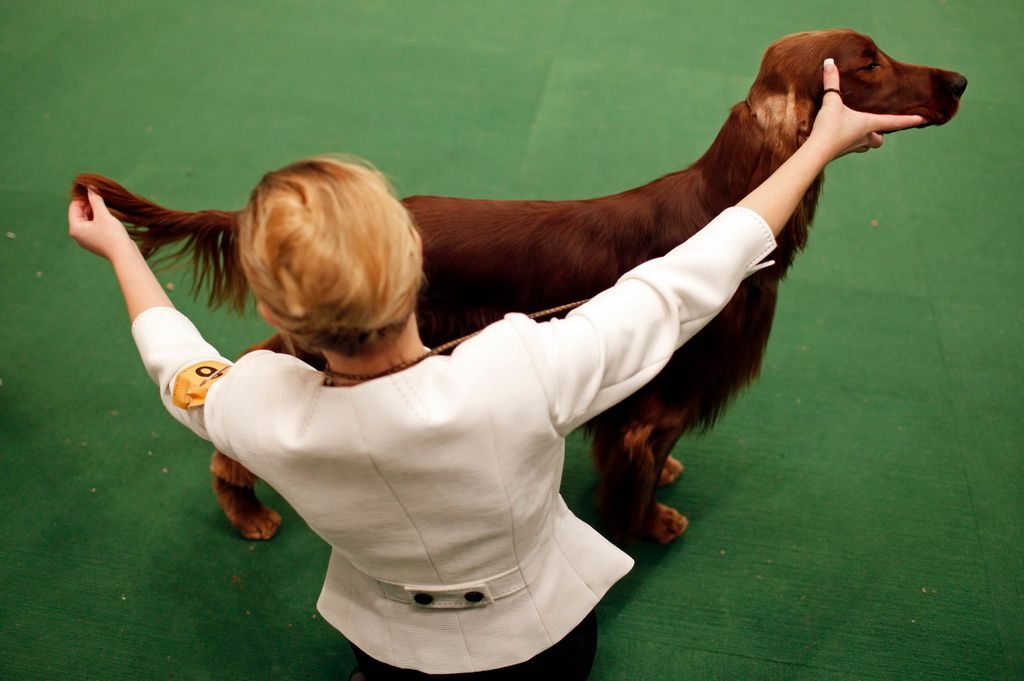 Westminster Kennel Club Dog Show