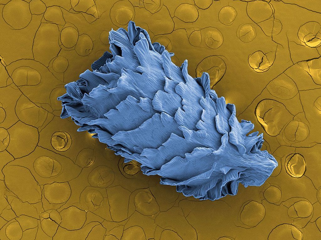 Obrazem: Fascinující fotografie semen z mikroskopu