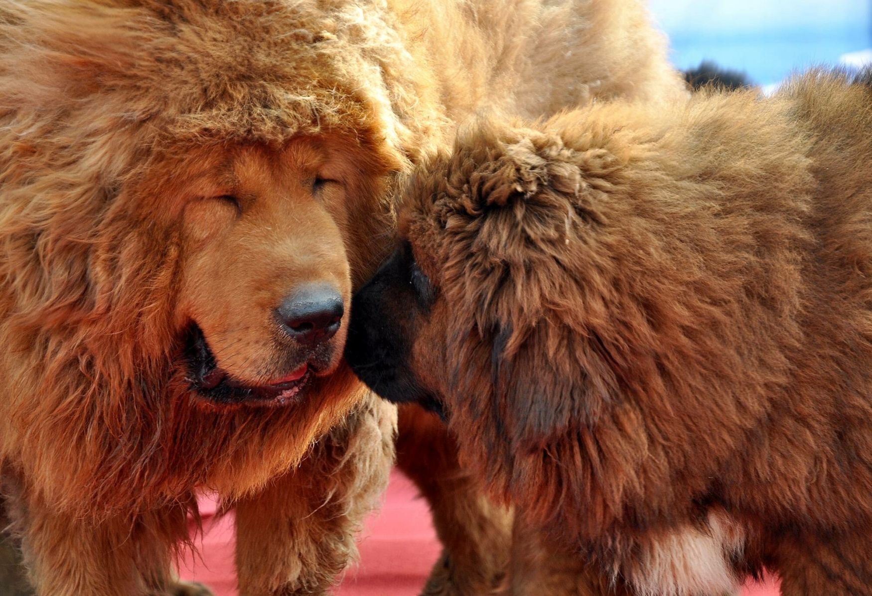 tibetská doga, tibetský mastif, pes
