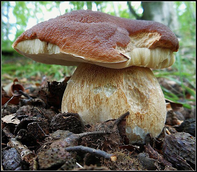 houba hřib smrkový
