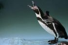V zoo mají tučňáka, který se bojí vody