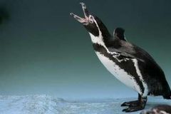 V zoo mají tučňáka, který se bojí vody