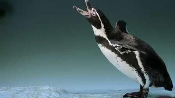 Trus tučňáků znečišťuje antarktickou půdu arsenem.
