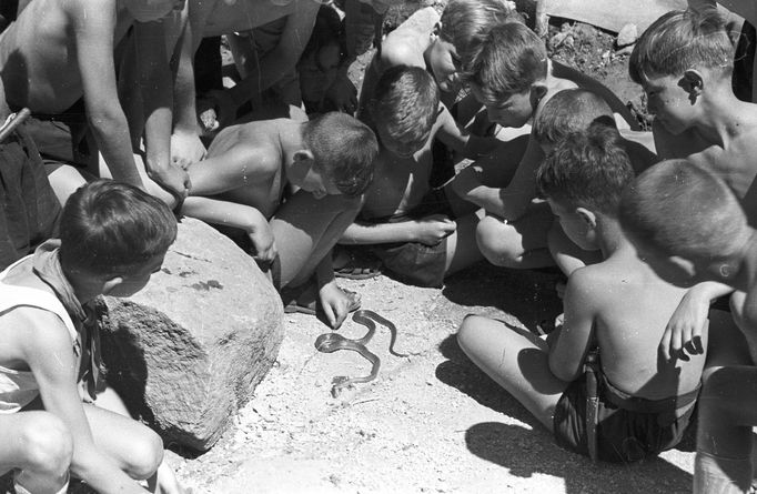 Děti pozorující užovku na pionýrském táboře. Lokace neuvedena. Rok 1958