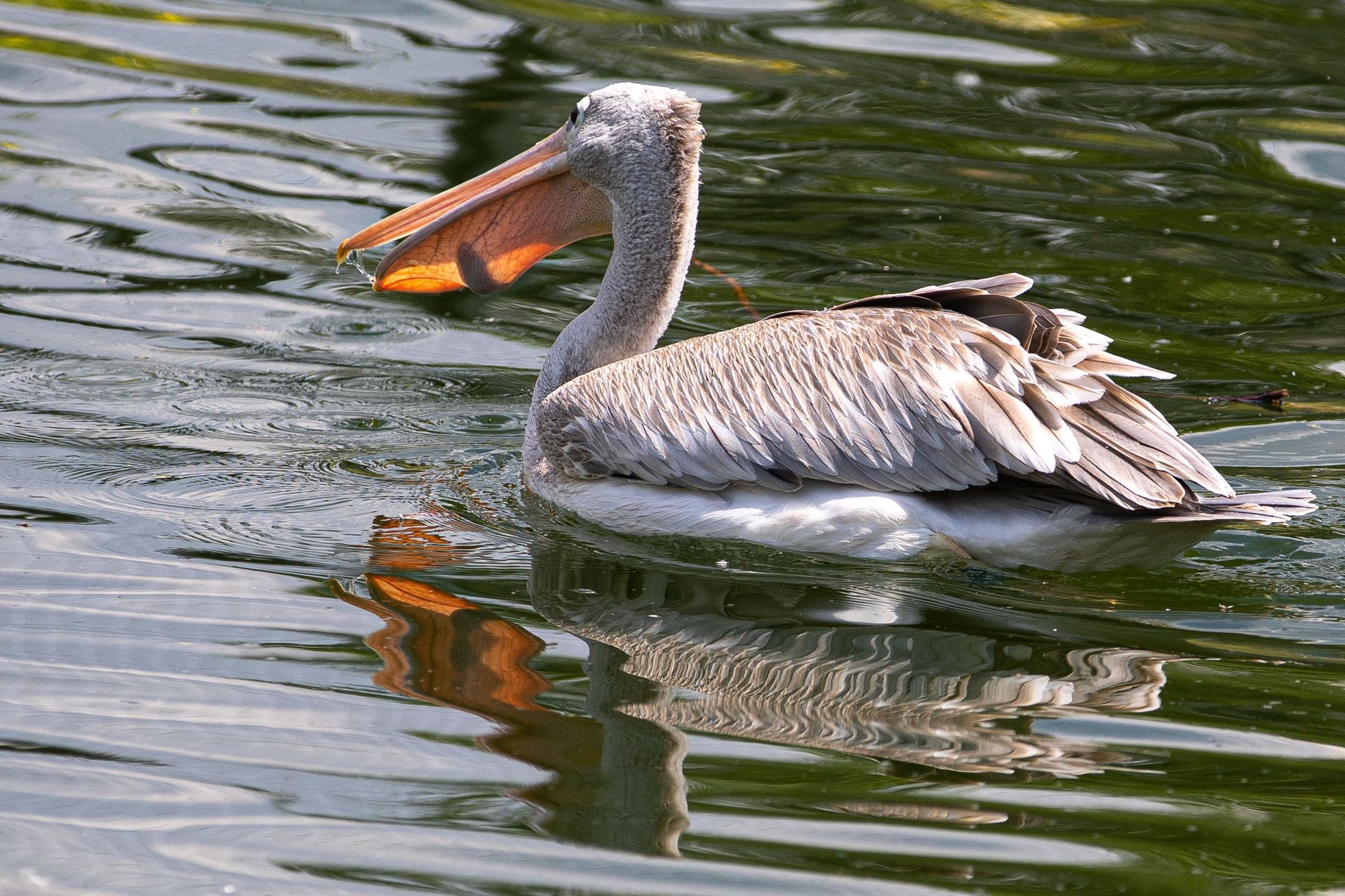 Zoo Dvůr Králové otevřela expozici o jihozápadní Africe zvanou West Cape