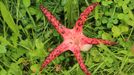 Květnatec Archerův (Clathrus archeri)