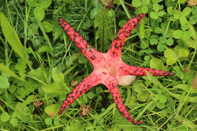 Květnatec Archerův (Clathrus archeri)