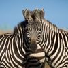 Finalisté soutěže Nikon Comedy Wildlife Awards 2024