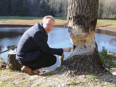 Rozhodnutí ministra životního prostředí Tomáše Chalapy o zásahu proti kůrovci v šumavském parku se očekává každým dnem.