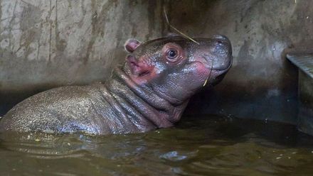 Vánoce v safari parku: po 29 letech se narodilo mládě hrocha