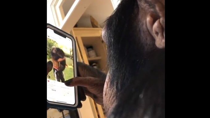 Šimpanz Sugriva si prohlíží fotky a videa na Instagramu.