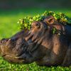 Vítězné fotografie ze soutěže Nikon Comedy Wildlife Awards 2024