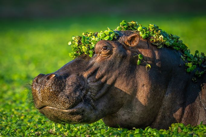 Vítězné fotografie ze soutěže Nikon Comedy Wildlife Awards 2024