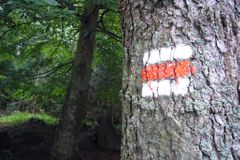 Houbař našel v lese na Rokycansku mrtvého muže