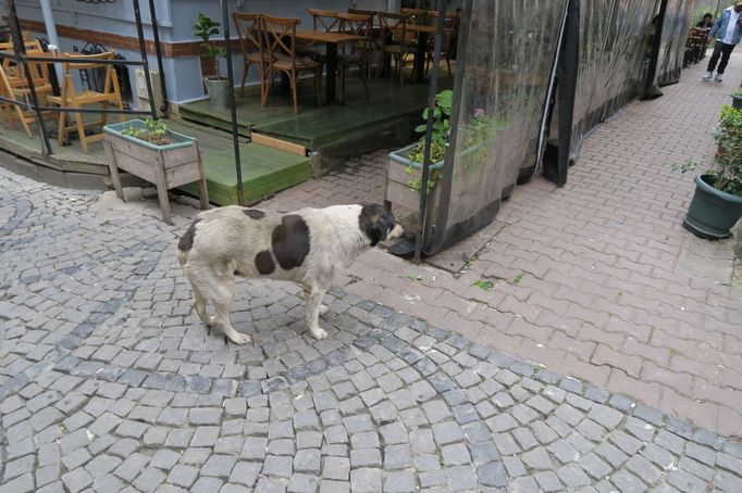 Psi a kočky v ulicích Istanbulu.