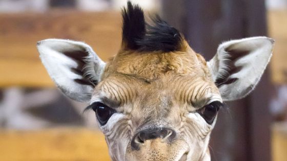 V Safari Parku Dvůr Králové nad Labem se narodilo mládě žirafy Rothschildovy