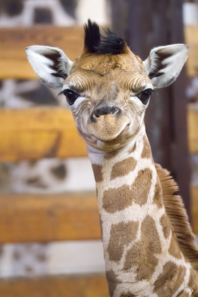 V Safari Parku Dvůr Králové nad Labem se narodilo mládě kriticky ohrožené žirafy Rothschildovy.