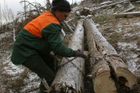 Vichřice poškodily ve vojenských lesích sto tisíc kubíků dříví. Do některých oblastí zakážou vstup