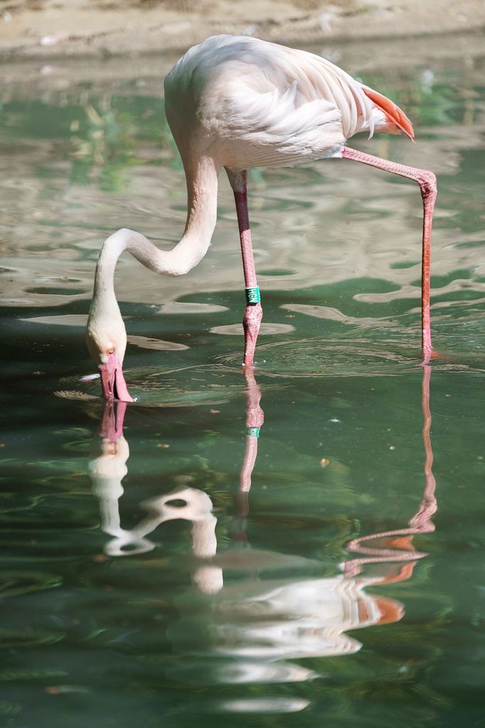 Pražské jaro v rouškách. První den v znovu otevřené zoo, lidé v botanické zahradě