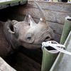 Fotogalerie / Jak se přesouvá nosorožec v Keňi / Reuters / 10