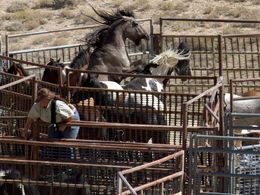 Odchyt divokých koní v americkém Utahu