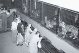 Návštěvníci před tygřími klecemi (1956).