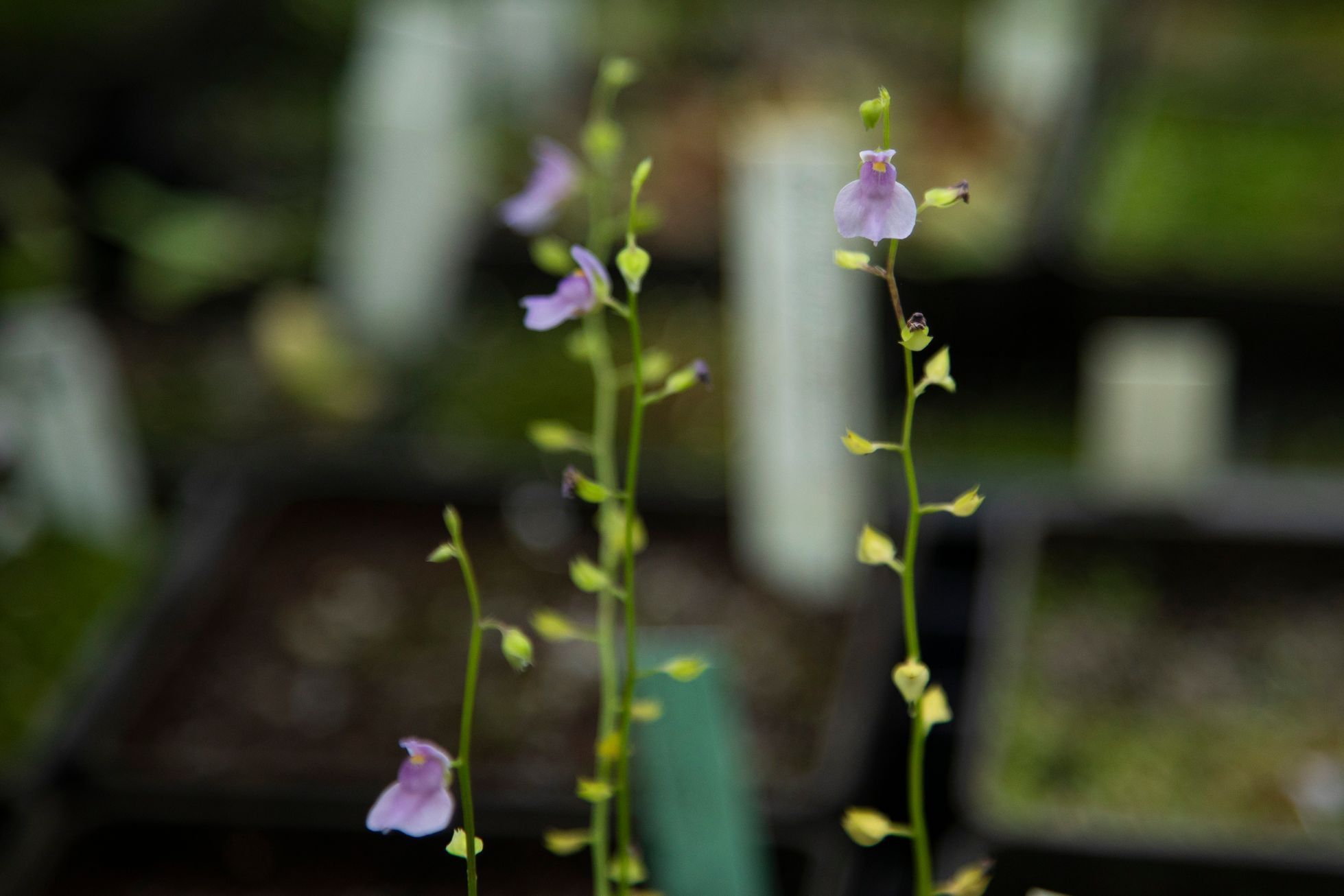 Masožravky v&nbsp;botanické zahradě v&nbsp;Troji
