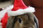 Velice "in" je nyní v Japonsku nechat si svého zvířecího miláčka vyfotografovt ve vánočním kostýmu.