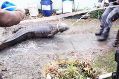 Hasiči likvidovali požár domku na Šumpersku, uvnitř je překvapil třímetrový krokodýl