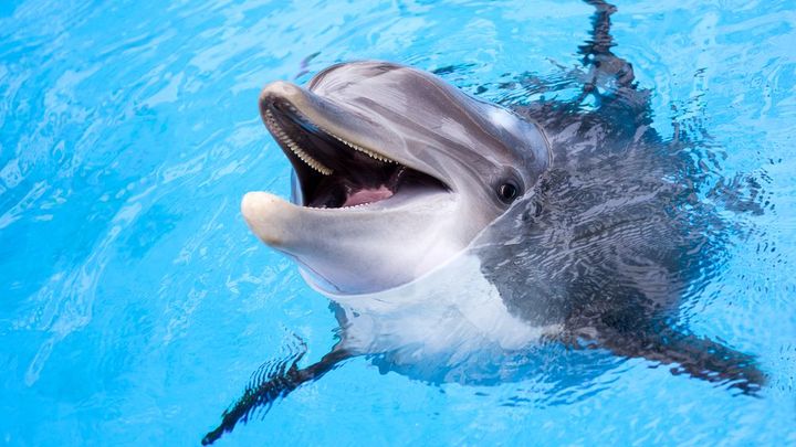 Delfíni na sebe "křičí" jako v plné hospodě. Hluk lidí ohrožuje kytovce, uvádí studie; Zdroj foto: Shutterstock.com