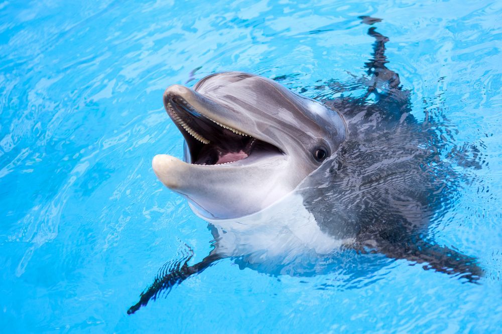 Delfín, ilustrační foto