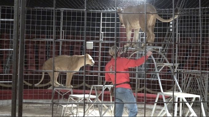 Ministerstvo zěmědělství chystá zákon proti zvířatům v cirkusu. Ty na obranu odhalují zákulisí