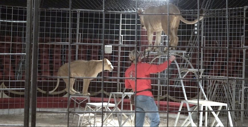 Konec zvířat v cirkusu? Ministerstvo zěmědlství chystá zákon proti jejich týrání