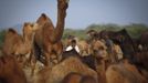 A camel herder looks on while waiting for customers at Pushkar Fair in the desert Indian state of Rajasthan November 22, 2012. Many international and domestic tourists throng to Pushkar to witness one of the most colourful and popular fairs in India. Thousands of animals, mainly camels, are brought to the fair to be sold and traded. REUTERS/Danish Siddiqui (INDIA - Tags: ANIMALS SOCIETY) Published: Lis. 22, 2012, 3:49 odp.