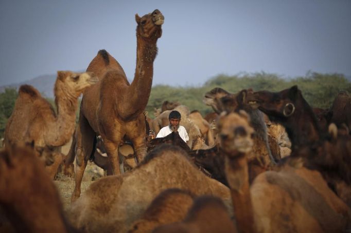 A camel herder looks on while waiting for customers at Pushkar Fair in the desert Indian state of Rajasthan November 22, 2012. Many international and domestic tourists throng to Pushkar to witness one of the most colourful and popular fairs in India. Thousands of animals, mainly camels, are brought to the fair to be sold and traded. REUTERS/Danish Siddiqui (INDIA - Tags: ANIMALS SOCIETY) Published: Lis. 22, 2012, 3:49 odp.