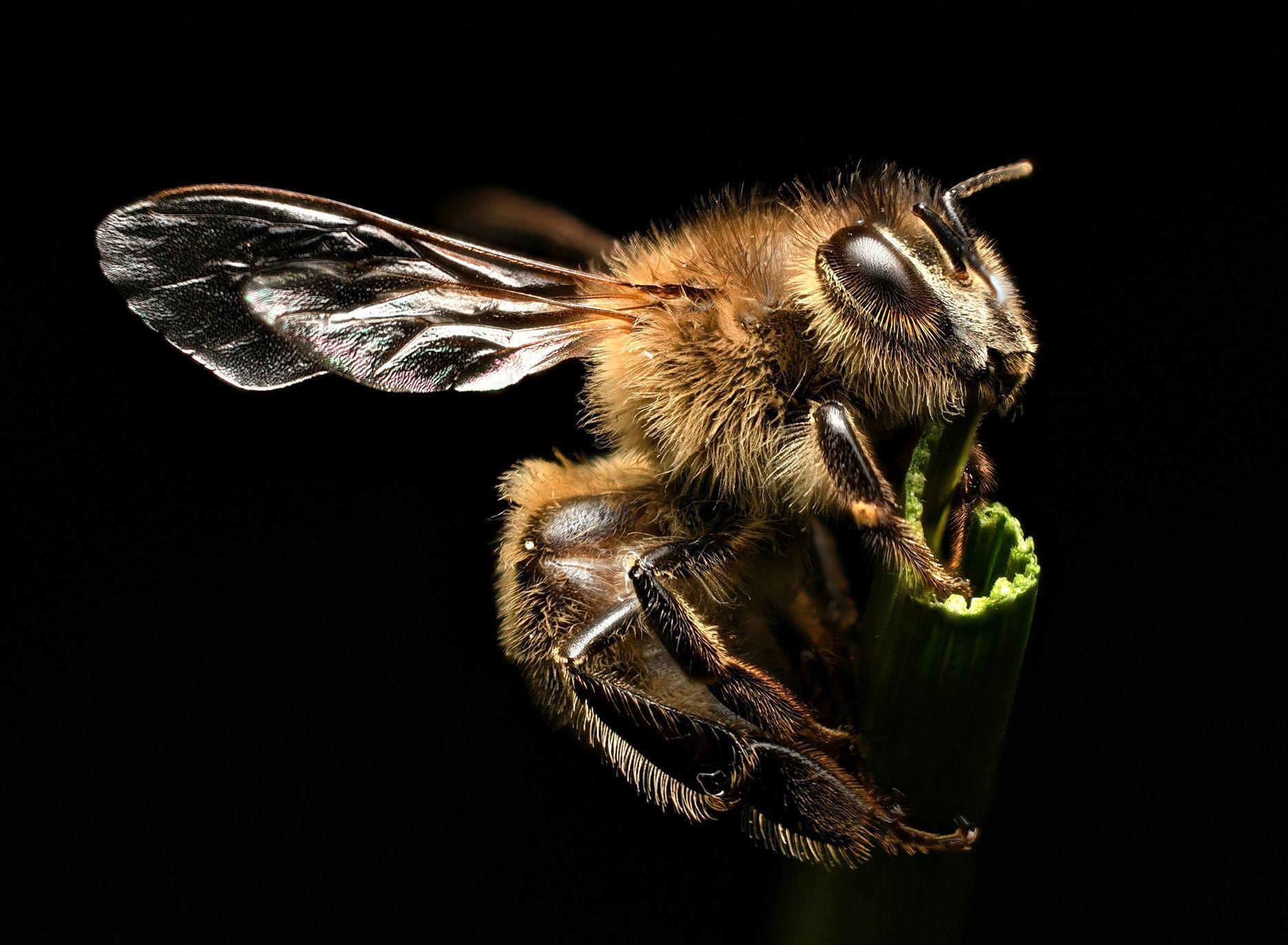 Czech Nature Photo Junior - nominace