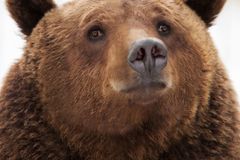 Medvěd lovcům na Kamčatce ukradl z auta ledničku