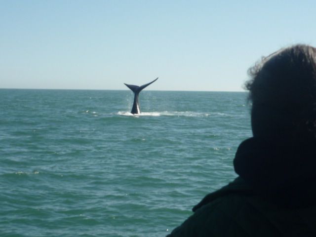 Velryba zničila jachtu