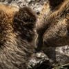 Slovensko a medvědi - zoo Bojnice a Mosty u Jablunkova