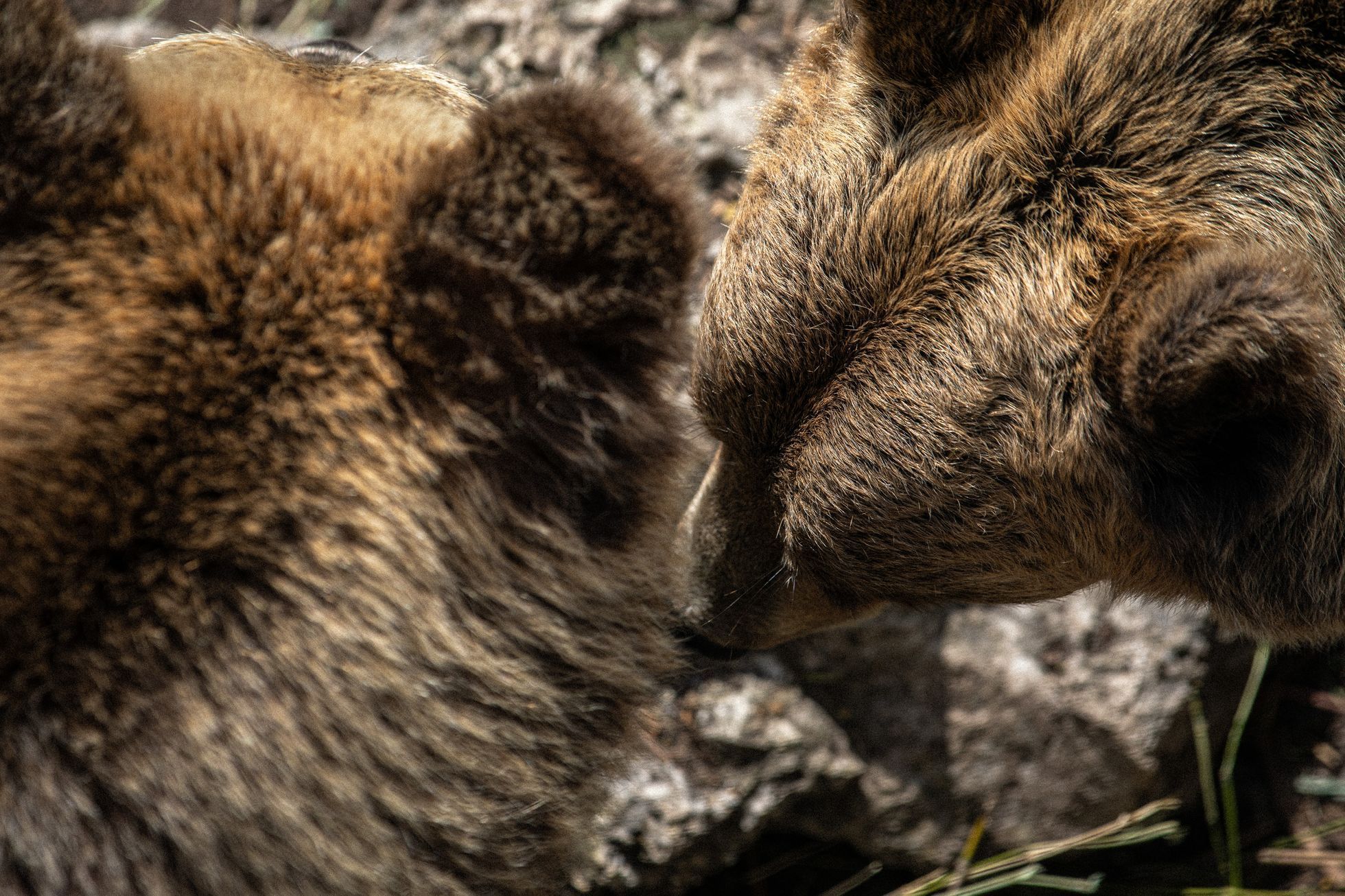 Slovensko a medvědi - zoo Bojnice a Mosty u Jablunkova